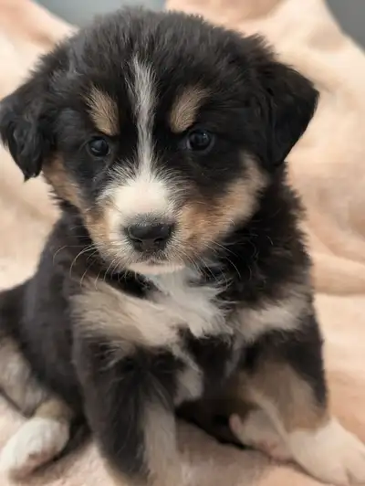 Bouvier Bernois X Husky(Prêt a partir ce weekend), View more