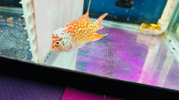 Beautiful Flowerhorn Fish GB VIP