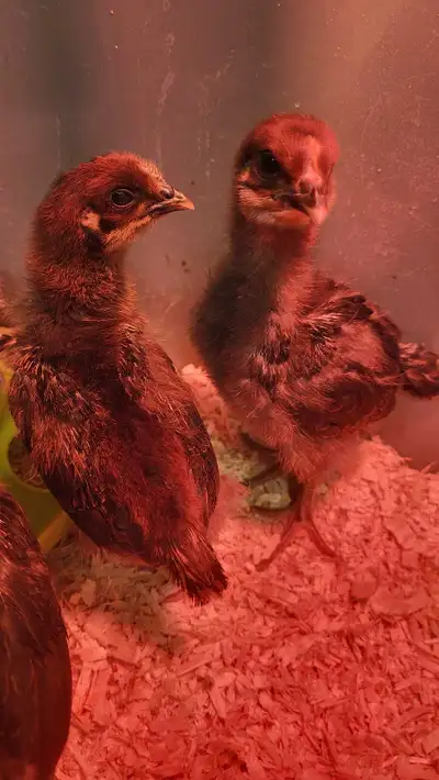 3 week old Chicks Available , View more