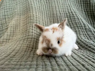 lapin nain X bélier , View more