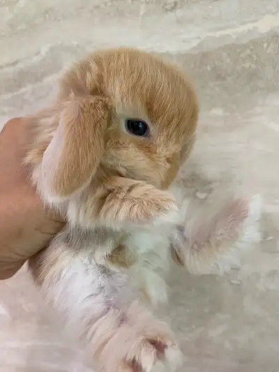 purebred holland lop bunny , View more