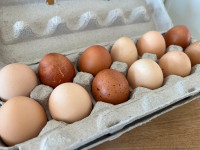 Free-Range Farm Fresh Eggs