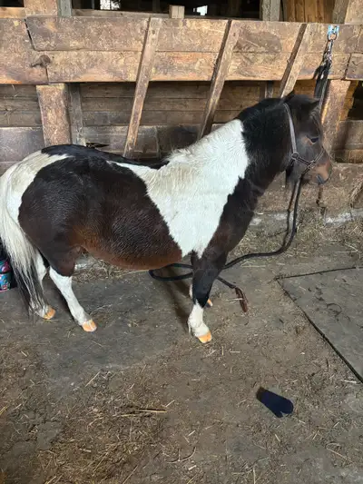 mini horse, View more