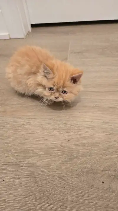 Persian  Kittens , View more