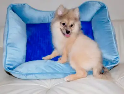 Pomeranian puppy(437-734-9480), View more