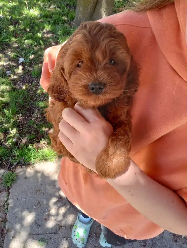 Cockapoo 3 puppies are looking for home in Dogs & Puppies for Rehoming in Oakville / Halton Region - Image 5