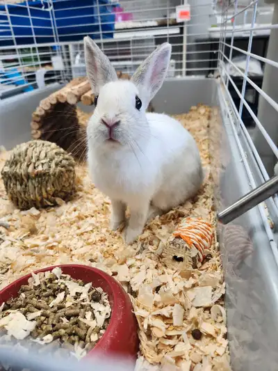 Meet the adorable Dwarf Bunny! This little one is full of energy and charm, perfect for adding joy t...