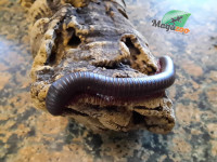 Mille-pattes américain/North American millipede 