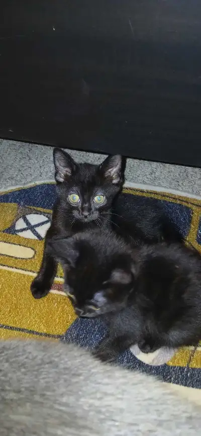Russian blue/ tuxedo adorable kittens, View more
