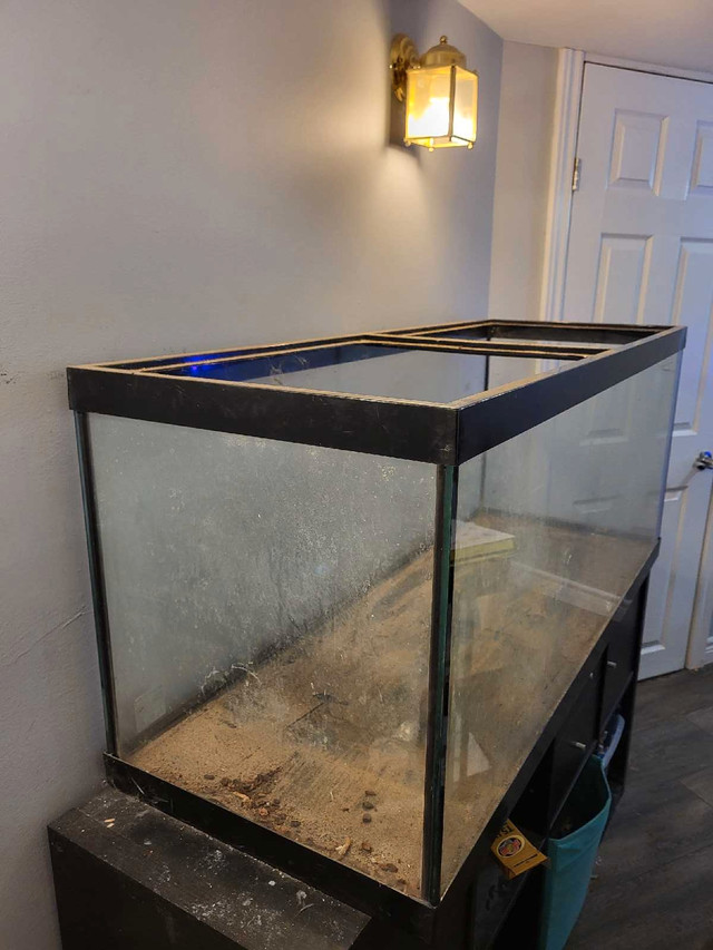 Reptile tank in Reptiles & Amphibians for Rehoming in Barrie