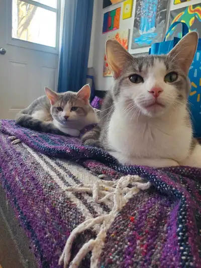 Mama cat and baby , View more