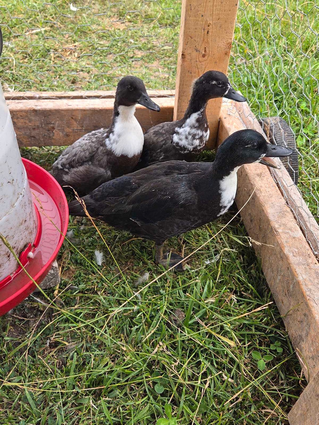 call ducks in Livestock in Owen Sound - Image 2