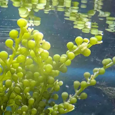 Macroalgae - Green grape caulerpa, View more