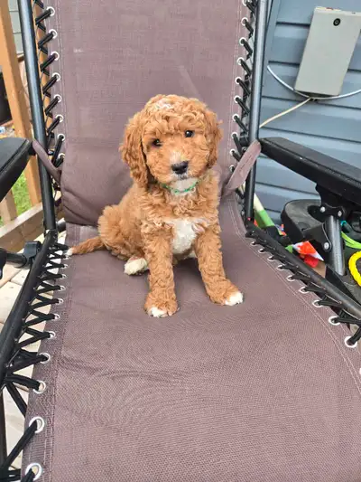 We sadly have to rehome a recently purchased Mini goldedoodle due to upcoming life events we were no...