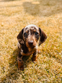Mini dachshund puppy