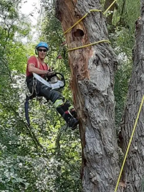 Climbing Bear Tree Care- ISA Cert Arborist- Tree Trim/Removals62863724816643123