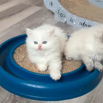 Pure White Non pointed Himalayan kittens, View more