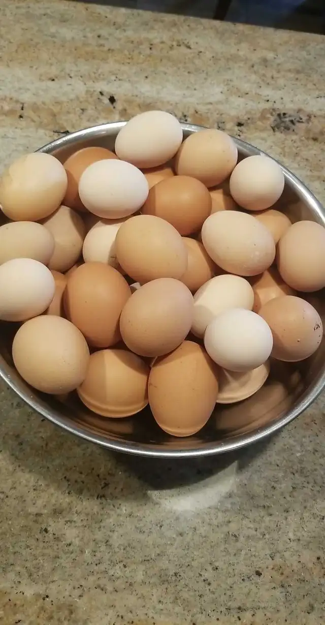 Free range eggs548862465190154242