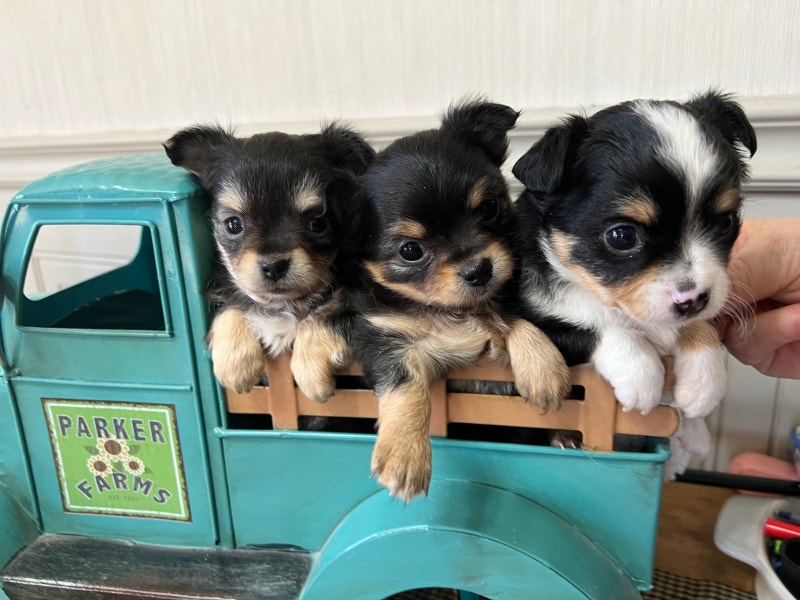 Chihuahua _ Long Haired puppies Dogs & Puppies for Rehoming Kitchener / Waterloo Kijiji