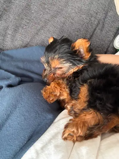 Adorable Teacup Yorkie Puppy – Ready for His Forever Home!, View more