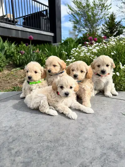SOLD - F1B Miniature Maltipoo Puppies, View more