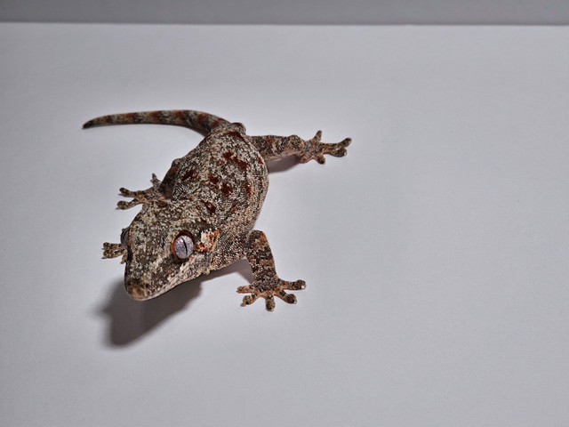 Red blotch female Gargoyle Gecko in Reptiles & Amphibians for Rehoming in Tricities/Pitt/Maple - Image 3