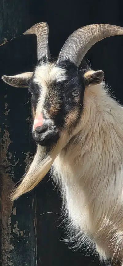 2 Billies Nigerian Dwarf, View more
