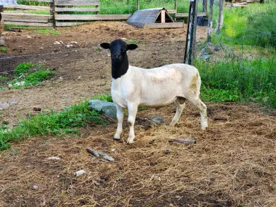 Purebred Dorper ram, not registered, born September 2024. Was born a twin. His sire fathered many tr...