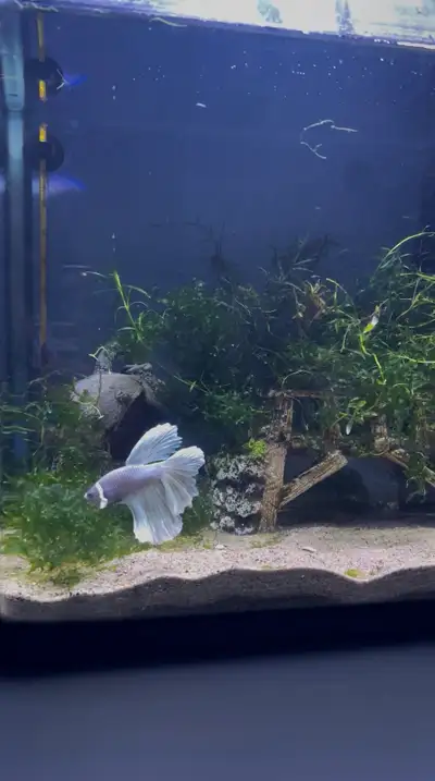 Male betta super delta, View more