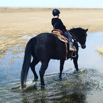 15yr old gelding , View more