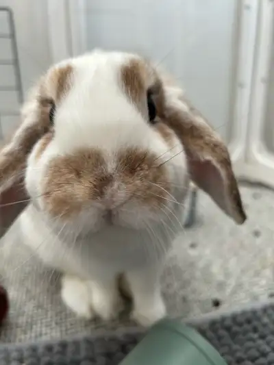 I am going to university soon and need someone to take care of my beloved Peter! He’s is around 4 ye...