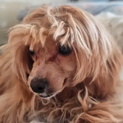 ADORABLE YORKIEPOO, View more