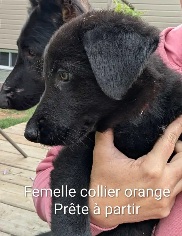 Berger Allemand (pure) DERNIERE FEMELLE in Dogs & Puppies for Rehoming in Trois-Rivières - Image 5