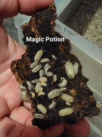 Various Isopods for Sale