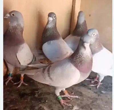 Homer Pigeons, View more