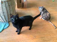 2 house cats for free