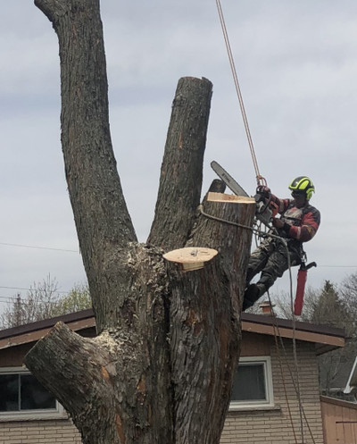 PROFESSIONAL TREE REMOVAL SERVICE 289-222-8733