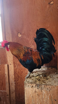 Free Roosters - all are 1 year old - ICELANDIC genetics