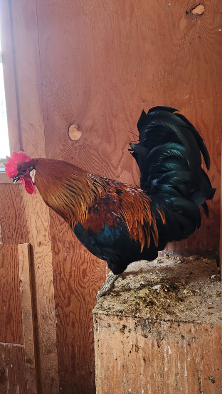 Free Roosters - all are 1 year old - ICELANDIC genetics in Livestock in Sault Ste. Marie