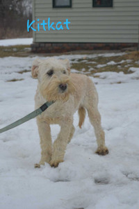 Soft coated wheaten Terrier dogs 