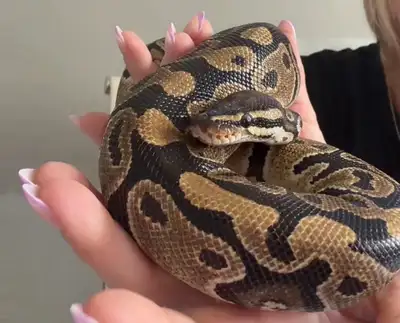 Ball Python - Enclosure - Supplies, View more
