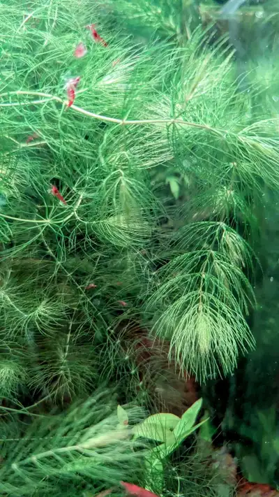 Aquarium Plant - Hornworth 10", View more