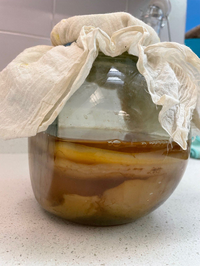 SCOBY for Kombucha in Health & Special Needs in City of Toronto - Image 2