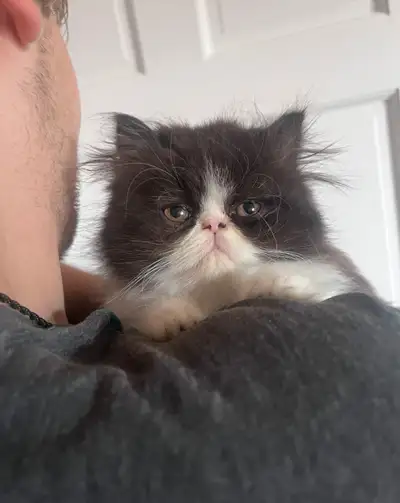 Pure Persian Kitten for sale , View more