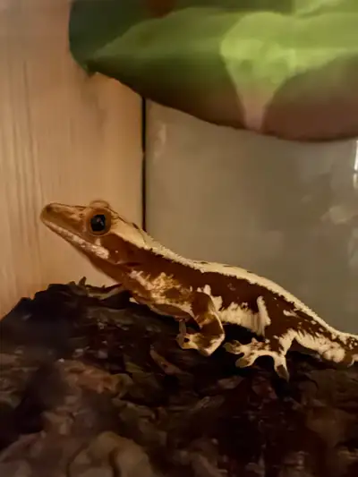 Gecko à crête mâle, View more