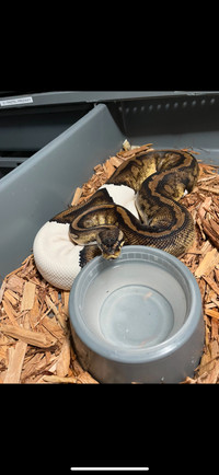 Proven Breeder Female Ball Pythons 