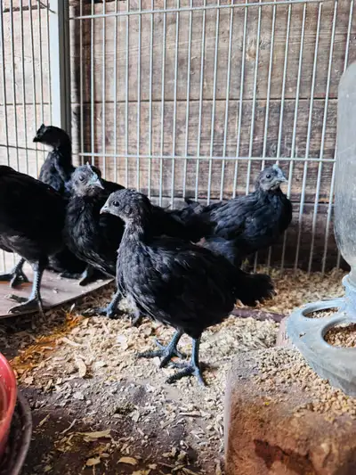 Top quality, purebred Ayam Cemani chicks. Only handful left. You won’t find better birds. Very strik...