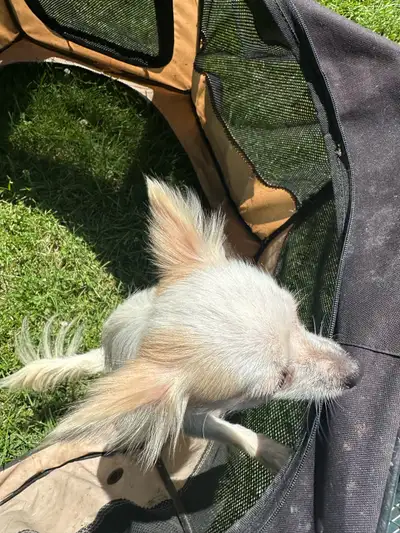 Chinese crested two-year-old needs a new home everything is up, View more