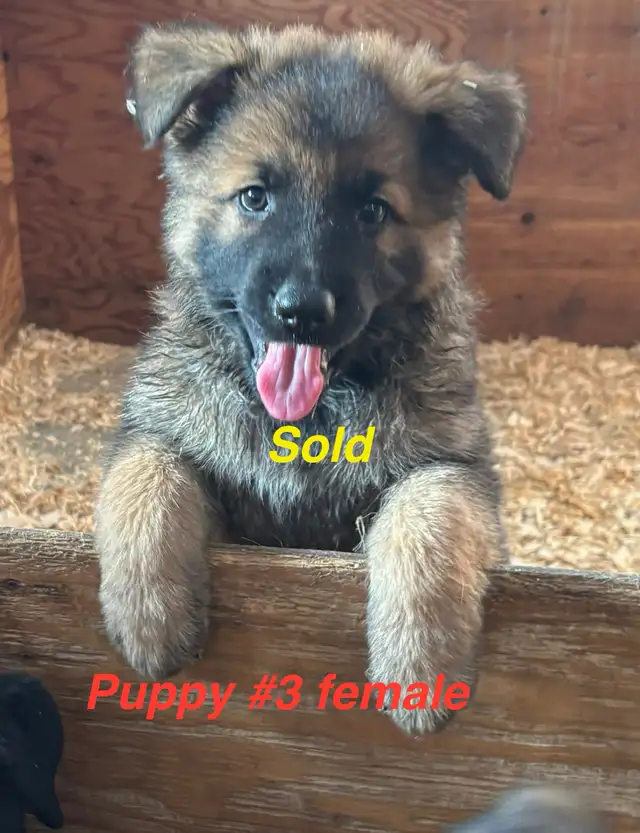 German shepherd pups for rehoming in Dogs & Puppies for Rehoming in Chatham-Kent - Image 10