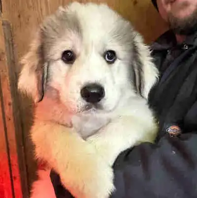 Great Pyrenees Puppies, View more